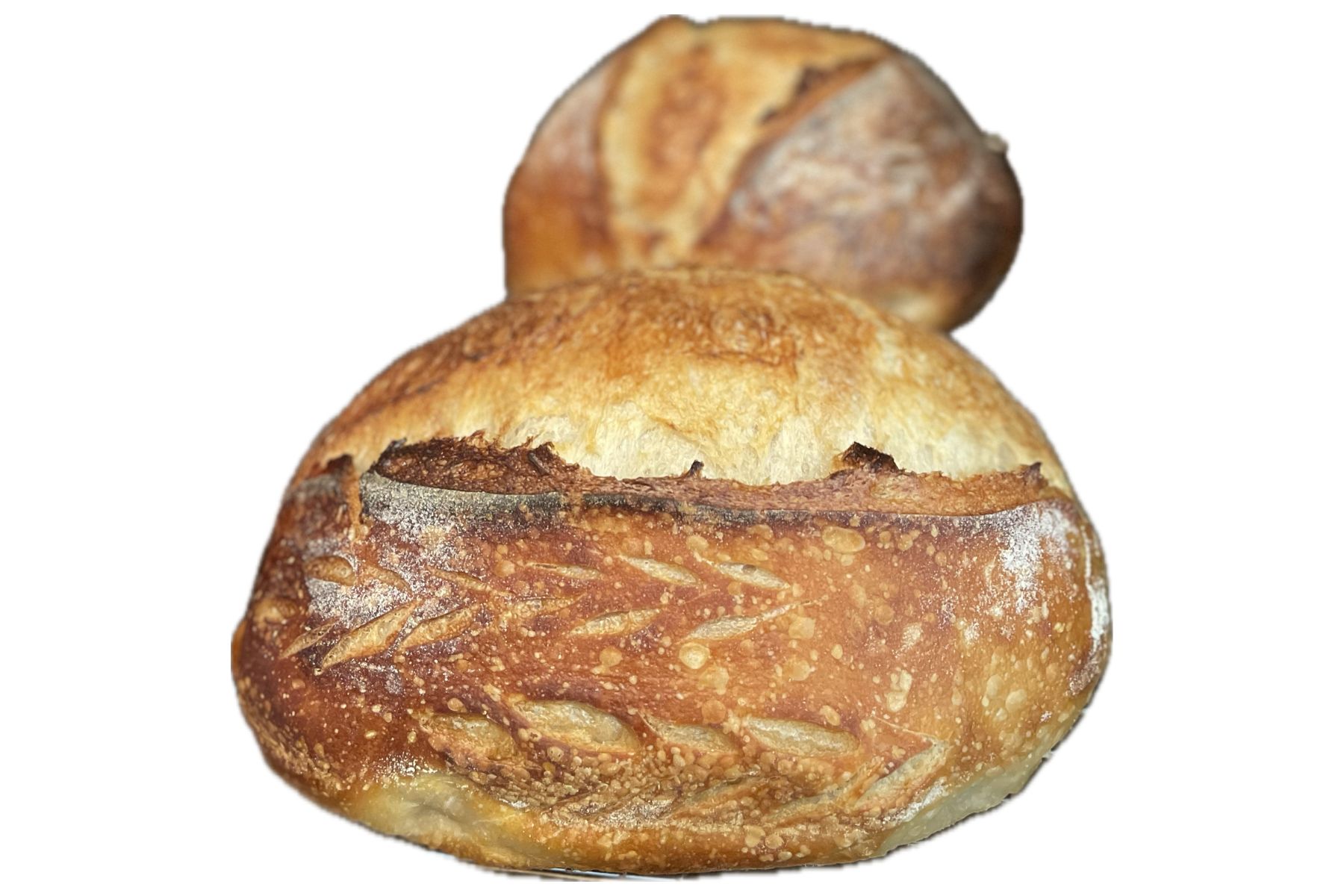 Two golden brown artisan sourdough loaves with crisp crust and beautiful scoring, showcasing the results of a beginner sourdough bread recipe baked in a Dutch oven.
