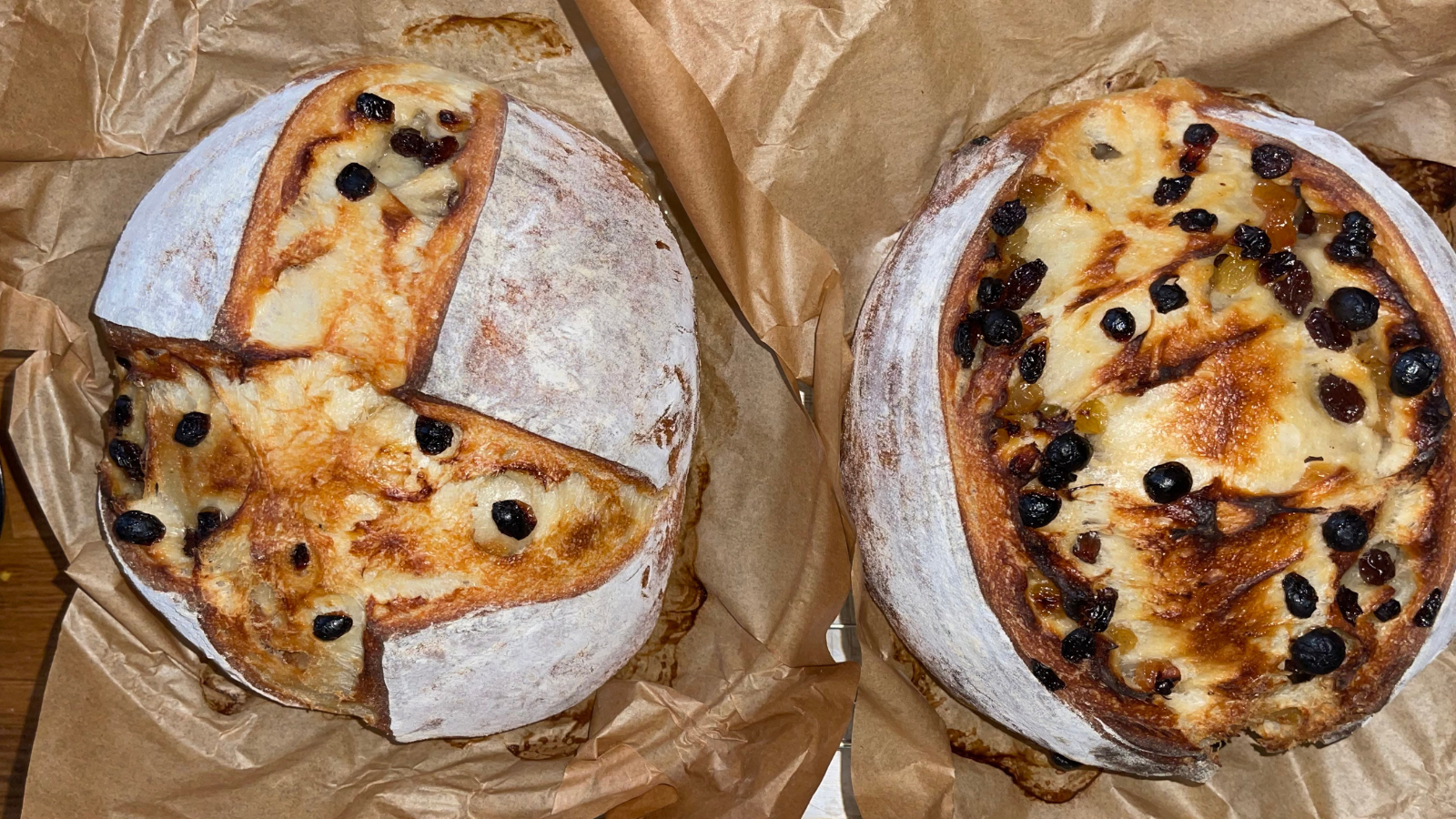 Two freshly baked sourdough champagne bread loaves with raisins, rustic scoring and golden crust on parchment paper