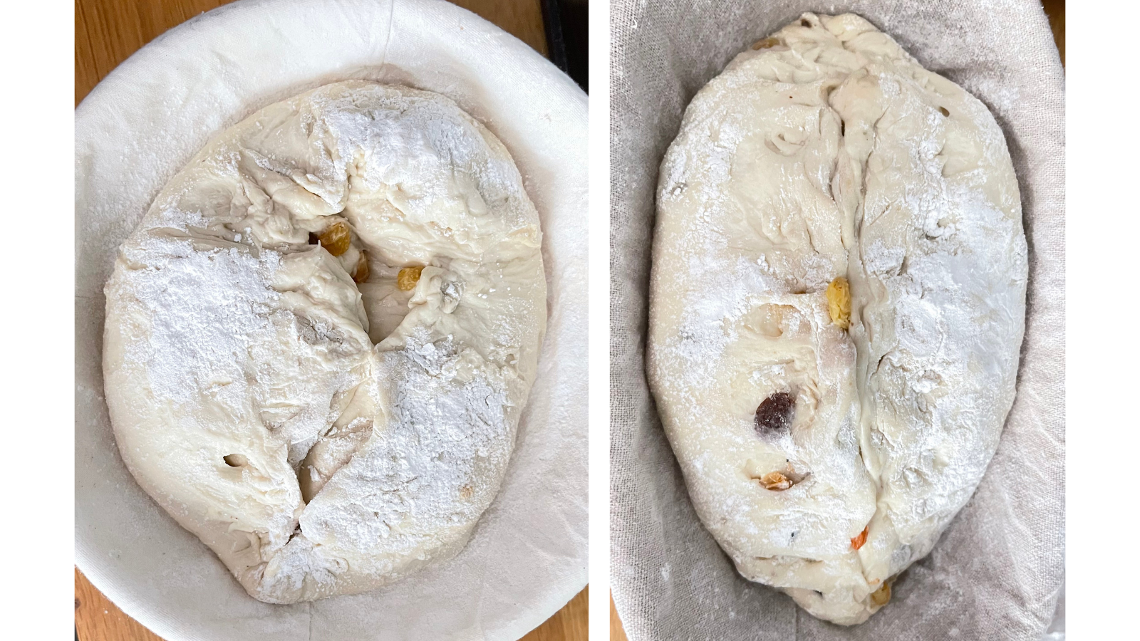Shaped champagne sourdough bread with raisins resting in a floured banneton, fully shaped and ready for proofing and baking.